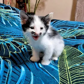 отдам котят в надежные руки