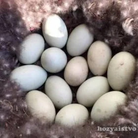 мускус юмуртга