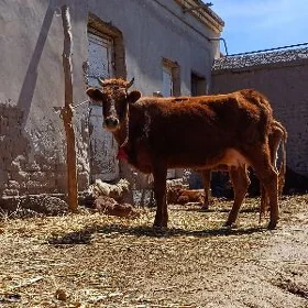 ÝAṢ.IRI GÖLELI SYGYR SUYIDLIJE