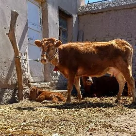 YASAJYK GOLELI SYGYR