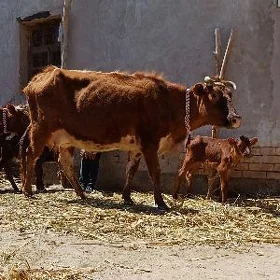 IRISUYIDI GOYYJA GOLELI SYGYR