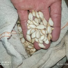 Kashir. Kadi. Shugundyr tohum