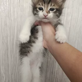 котята