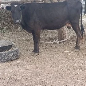 gibrit göleli sygyr