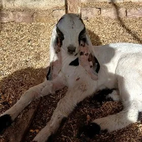 Пакистан арасса овлак