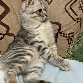 вислоухий кот