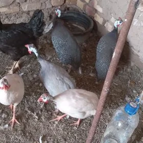 kakilik sisarka yumurtga