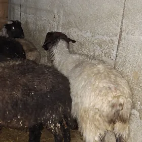 goyun issek tokly geci