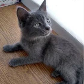 котёнок бесплатно