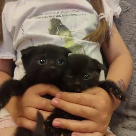 шотландские котята