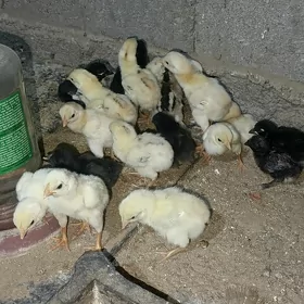 taskent juje karlik juje