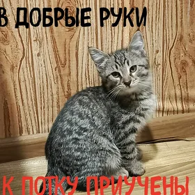 котята домашние