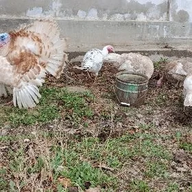 Indýuk juýje (индюк)