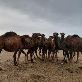 торумлы дуелер