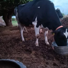 Eyran galytayyn sygyrlar.