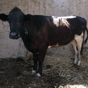 Eyran galytayyn gunajyn bogaz