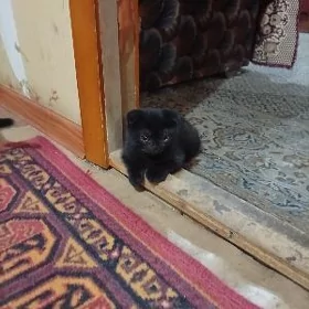 кошка шатланские