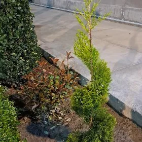 Садовник (Bagban)