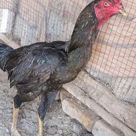 байес хораз