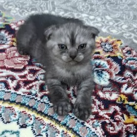 Çaga pişik