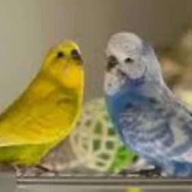 popugay toty gus komplekt