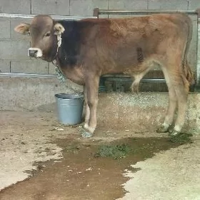 E. OKÜZ ARASSA ŞWES