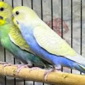 popugay kletka papugay g