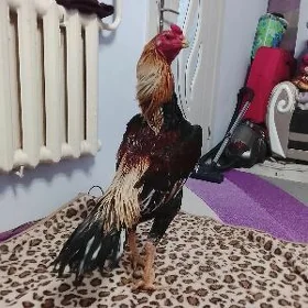 O SHAMO JUJELER