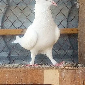 Kepderi