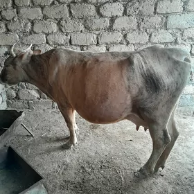 Göleli sygyr