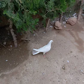 kepderi