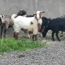 geci