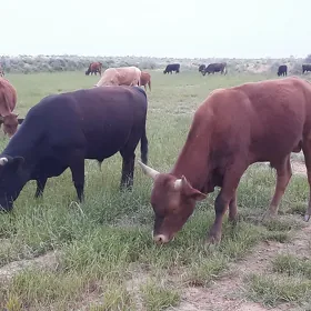 ÖKÜZ