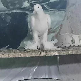 Kepderi par parli