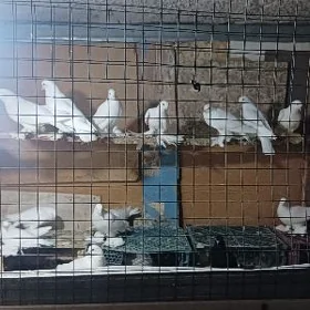 Kepderi Ak Balakly