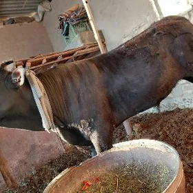 Öküz