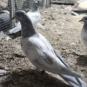 kepderi