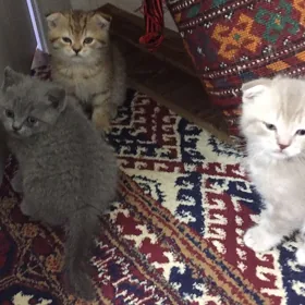 Котята