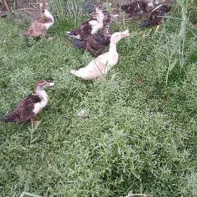 2ayý bolup geçen ördek