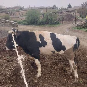 Öküz