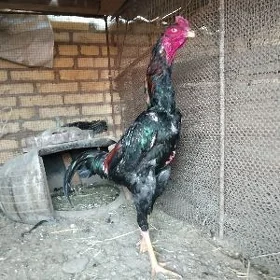 samo horaz