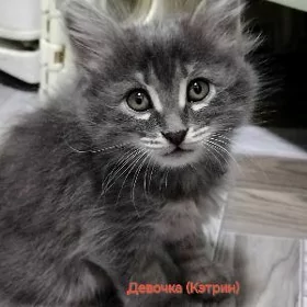 Котята