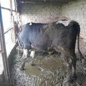 Galisdeyin