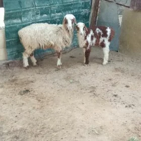 Guzly goýun