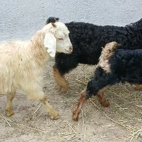 owlak