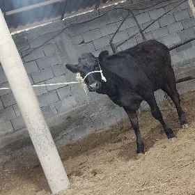 tuwe tuwler çorny piyastura
