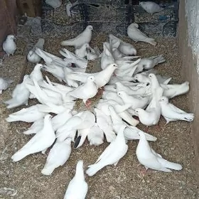 Kepderi