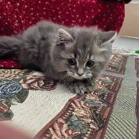 pişik