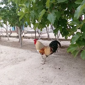 Turkmen horoz