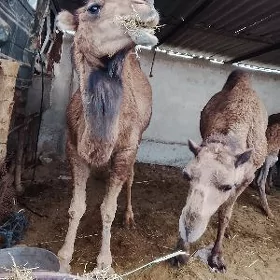 İnen gaýalyk